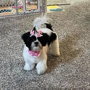 Meet your Posher, Clyde